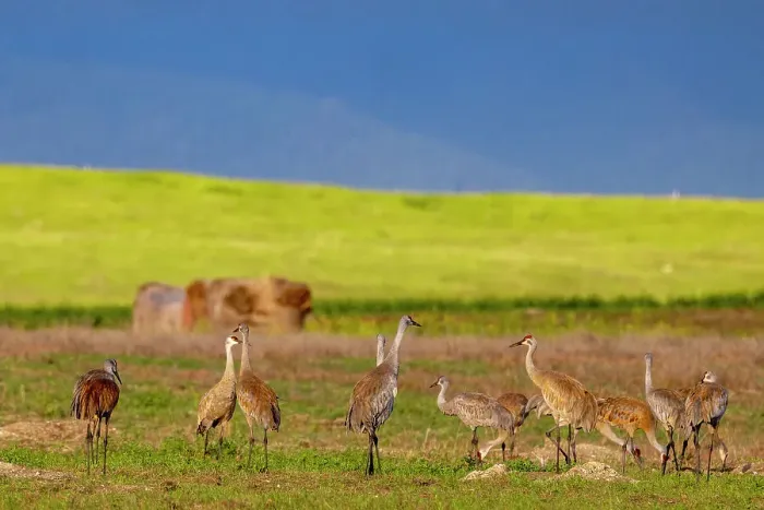 Framed Print : Sandhill cranes in the Flathead Valley, Montana, USA Framed Print : Sandhill cranes in the Flathead Valley, Montana, USA