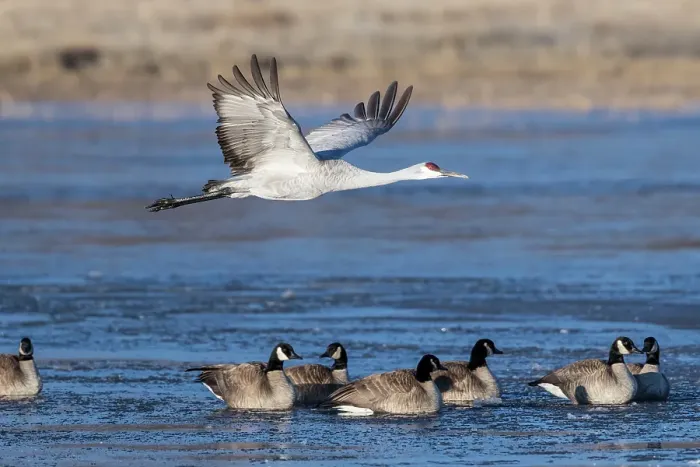 Framed Print : A sandhill cranes flies over Canadian geese of Bosque del Apache National Wildlife Refuge, New Mexico Framed Print : A sandhill cranes flies over Canadian geese of Bosque del Apache National Wildlife Refuge, New Mexico