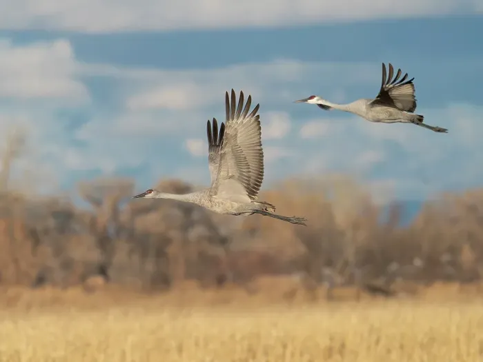 Framed Print : Sandhill cranes in flight, Bernardo Waterfowl Management Area, New Mexico Framed Print : Sandhill cranes in flight, Bernardo Waterfowl Management Area, New Mexico