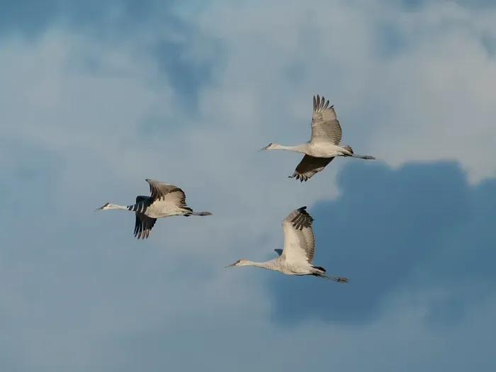 Framed Print : Sandhill cranes in flight, Bernardo Wildlife Area, New Mexico