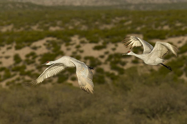 Sandhill cranes in flight, Bosque del Apache NWR, New Mexico