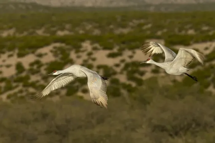Framed Print : Sandhill cranes in flight, Bosque del Apache NWR, New Mexico Framed Print : Sandhill cranes in flight, Bosque del Apache NWR, New Mexico