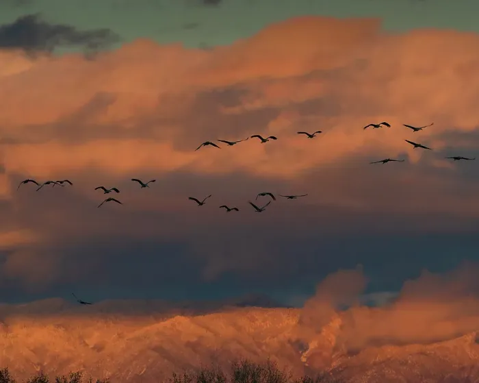 Framed Print : Sandhill cranes in flight coming in to roost at sunset, snow-covered Manzano Mountains in background, Bernardo Wildlife Area, New Mexico USA