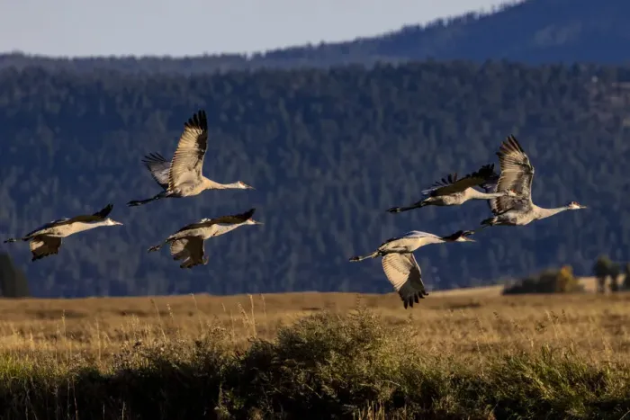 Framed Print : Sandhill Cranes take flight in the Flathead Valley, Montana, USA Framed Print : Sandhill Cranes take flight in the Flathead Valley, Montana, USA