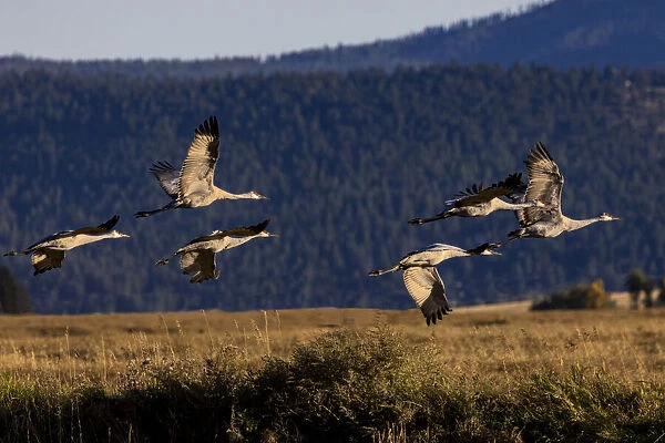 Sandhill Cranes take flight in the Flathead Valley, Montana, USA