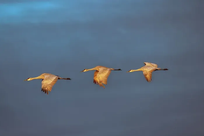 Framed Print : Sandhill cranes in flight formation. Bosque del Apache National Wildlife Refuge, New Mexico