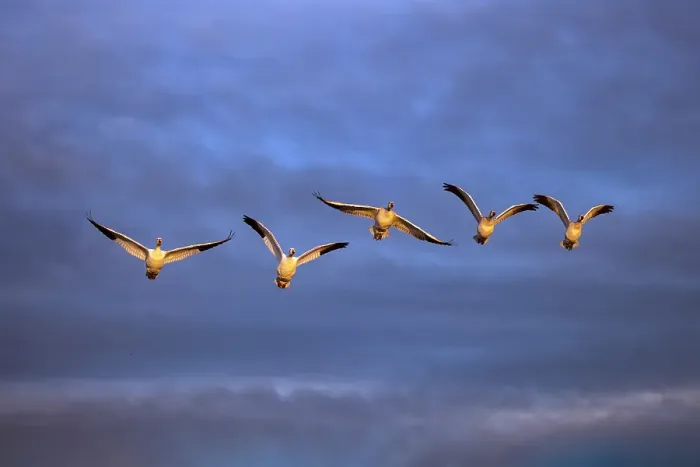 Framed Print : Sandhill cranes in flight formation. Bosque del Apache National Wildlife Refuge, New Mexico