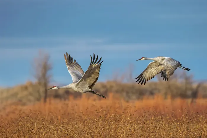 Framed Print : Sandhill cranes in flight formation. Bosque del Apache National Wildlife Refuge, New Mexico