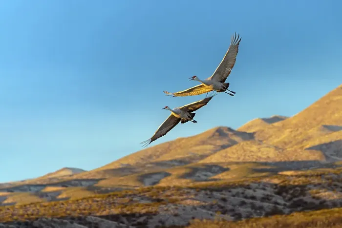 Framed Print : Sandhill cranes in flight formation. Bosque del Apache National Wildlife Refuge, New Mexico