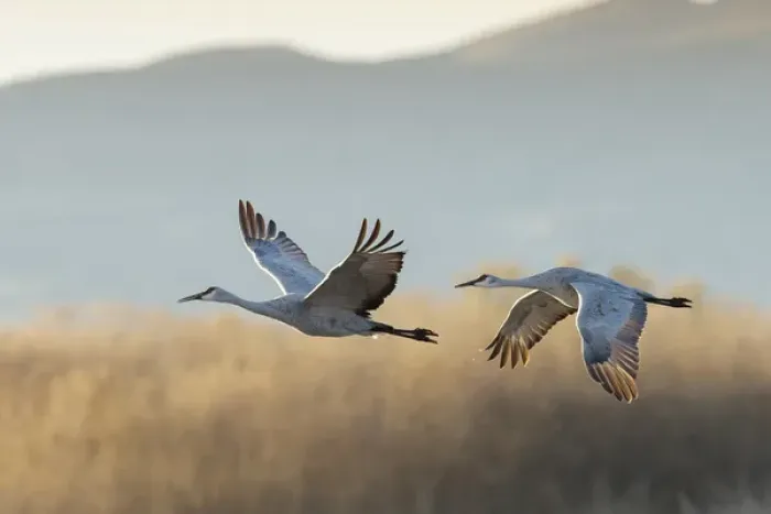 Framed Print : Sandhill Cranes take flight, Grus canadensis, Boseque del Apache, NWR, New Mexico