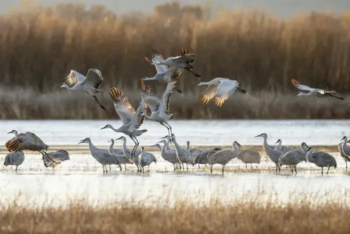 Framed Print : Sandhill Cranes take flight, Grus canadensis, Boseque del Apache, NWR, New Mexico Framed Print : Sandhill Cranes take flight, Grus canadensis, Boseque del Apache, NWR, New Mexico