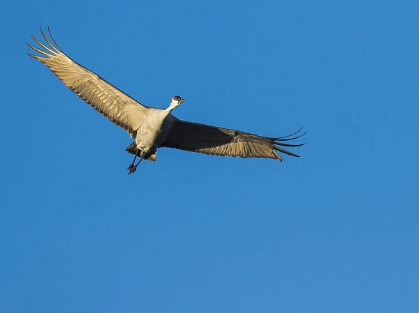 Sandhill Cranes in flight, Grus canadensis, Bosque del Apache NWR, NM