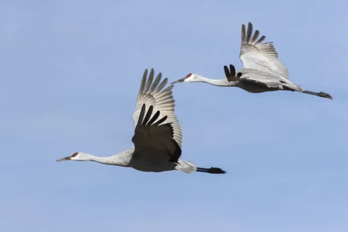 Framed Print : Sandhill Cranes in flight, Grus canadensis, Bosque del Apache NWR Framed Print : Sandhill Cranes in flight, Grus canadensis, Bosque del Apache NWR