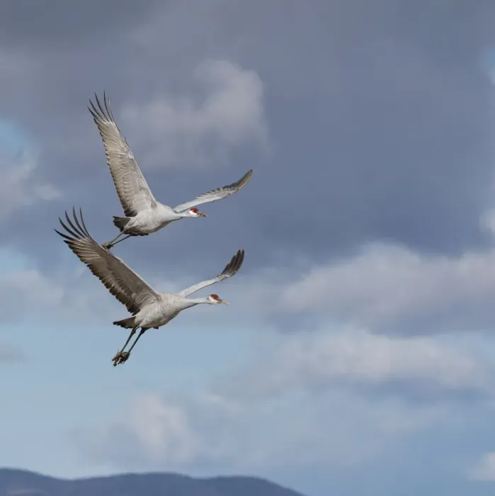 Framed Print : Sandhill cranes in flight, Grus canadensis, Bosque del Apache National Wildlife Refuge Framed Print : Sandhill cranes in flight, Grus canadensis, Bosque del Apache National Wildlife Refuge