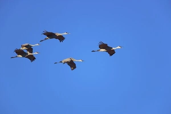 Sandhill Cranes in flight, Grus canadensis, Bosque del Apache National Wildlife Refuge