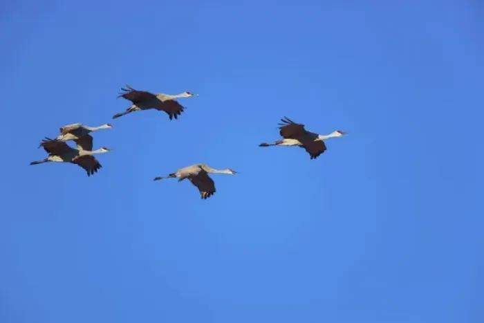 Framed Print : Sandhill Cranes in flight, Grus canadensis, Bosque del Apache National Wildlife Refuge