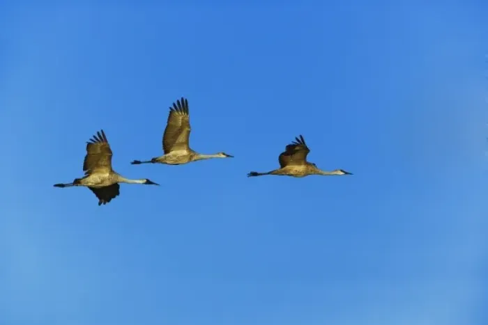 Framed Print : Sandhill Cranes in flight, Grus canadensis, Bosque del Apache National Wildlife Refuge Framed Print : Sandhill Cranes in flight, Grus canadensis, Bosque del Apache National Wildlife Refuge