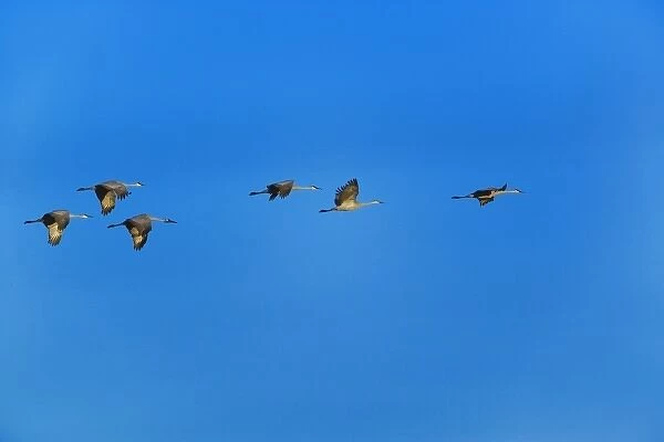 Sandhill Cranes in flight, Grus canadensis, Bosque del Apache National Wildlife Refuge