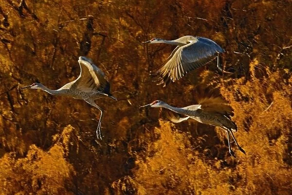 Sandhill Cranes in flight, Grus canadensis, Bosque Del Apache National Wildlife Refuge