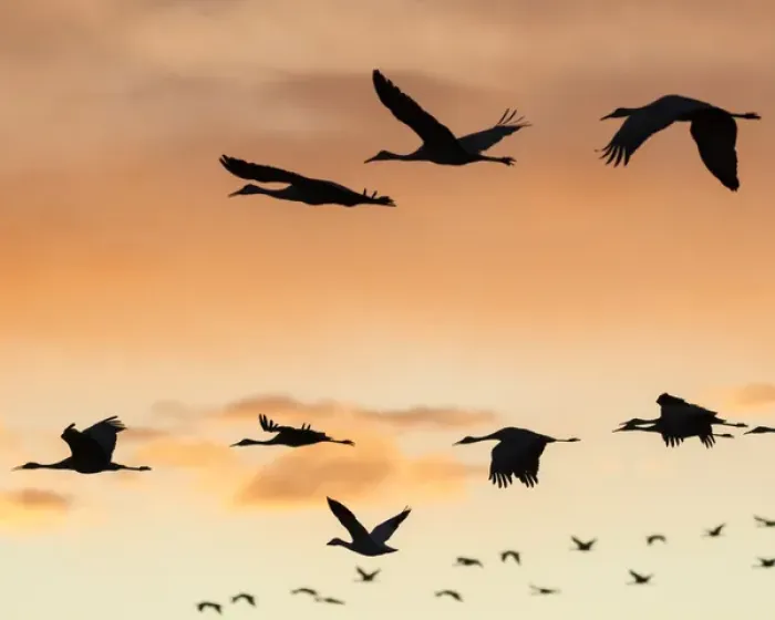 Framed Print : Sandhill Cranes in flight at sunset, Bosque del Apache NWR, NM Framed Print : Sandhill Cranes in flight at sunset, Bosque del Apache NWR, NM