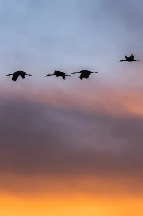 Framed Print : Sandhill Cranes in flight at sunset, Bosque del Apache NWR, NM
