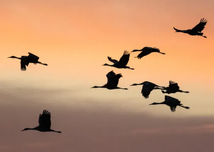 Framed Print : Sandhill Cranes in flight at sunset, Bosque del Apache NWR, NM Framed Print : Sandhill Cranes in flight at sunset, Bosque del Apache NWR, NM