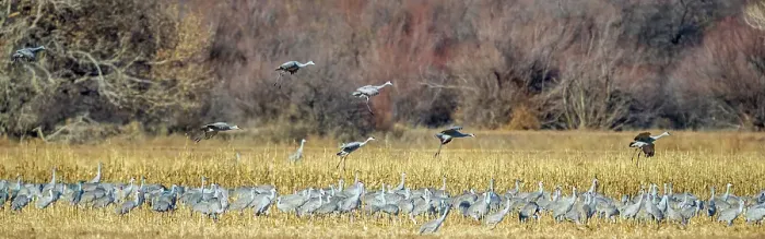 Framed Print : Sandhill cranes fly in to join a group already gleaning an ag field of seeds and bugs