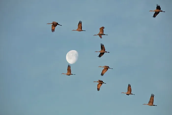 Framed Print : Sandhill cranes flying in Nebraska during spring migration