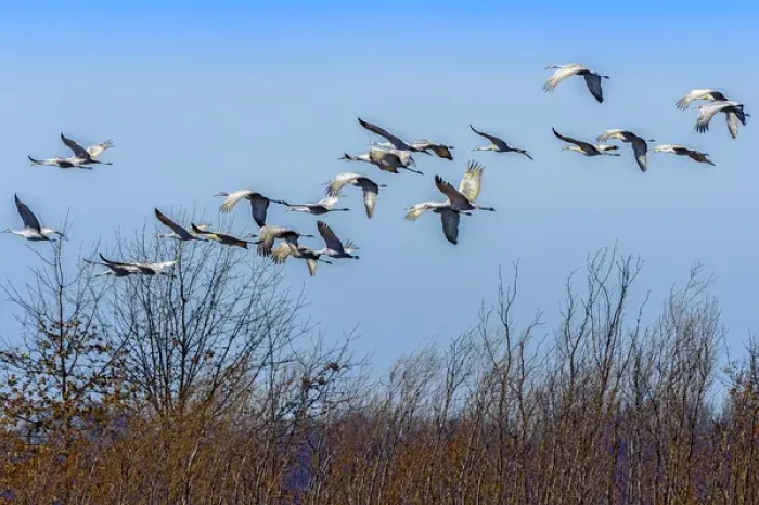 Framed Print : Sandhill Cranes flying during the spring migration at Goose Pond Fish and Wildlife Area