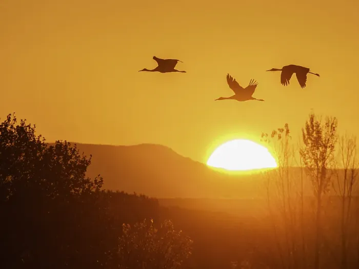 Framed Print : Sandhill cranes flying by the sun at sunrise, Bosque del Apache National Wildlife Refuge, New Mexico
