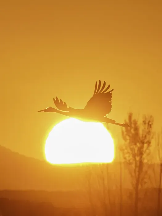 Framed Print : Sandhill cranes flying by the sun at sunrise, Bosque del Apache National Wildlife Refuge, New Mexico