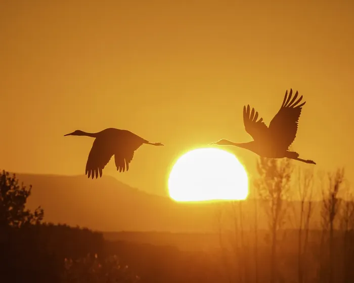 Framed Print : Sandhill cranes flying by the sun at sunrise, Bosque del Apache National Wildlife Refuge, New Mexico Framed Print : Sandhill cranes flying by the sun at sunrise, Bosque del Apache National Wildlife Refuge, New Mexico