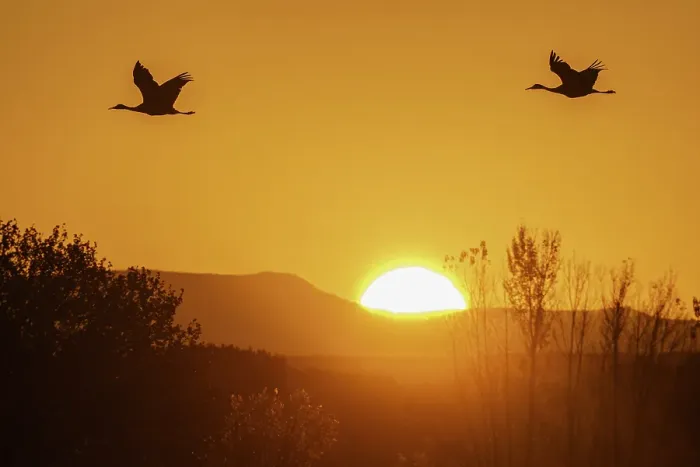 Framed Print : Sandhill cranes flying by the sun at sunrise, Bosque del Apache National Wildlife Refuge, New Mexico