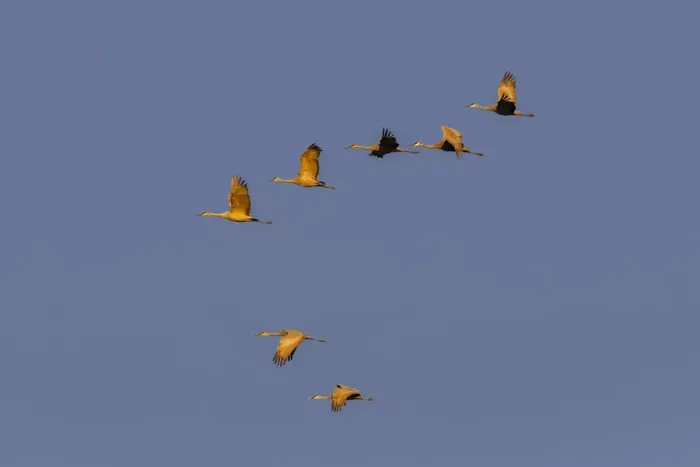 Framed Print : Sandhill cranes flying at sunrise. Bosque del Apache National Wildlife Refuge, New Mexico