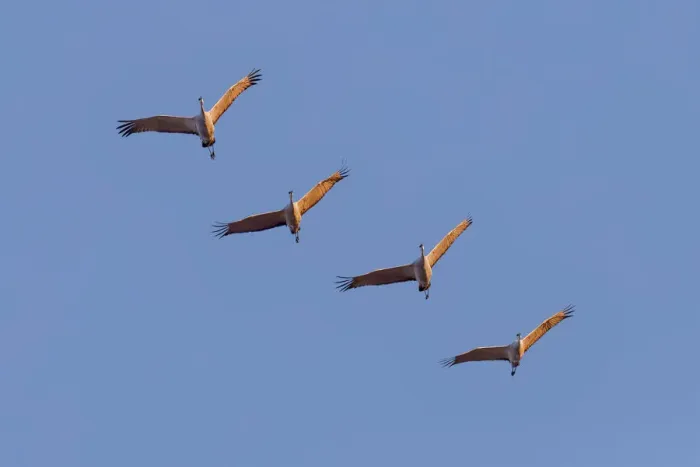 Framed Print : Sandhill cranes flying at sunrise. Bosque del Apache National Wildlife Refuge, New Mexico