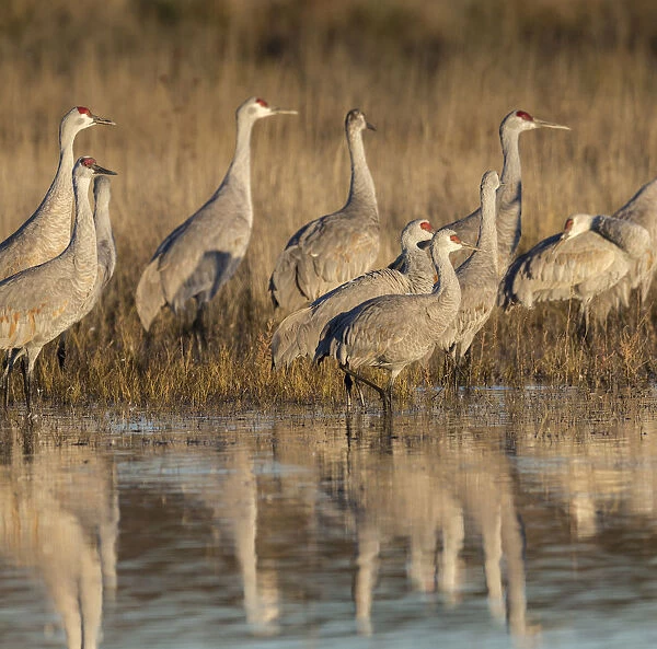 Sandhill cranes gathering before morning liftoff to feed, Grus canadensis, Bosque