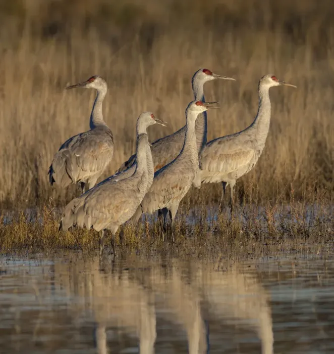 Framed Print : Sandhill cranes gathering before morning liftoff to feed, Grus canadensis, Bosque Framed Print : Sandhill cranes gathering before morning liftoff to feed, Grus canadensis, Bosque