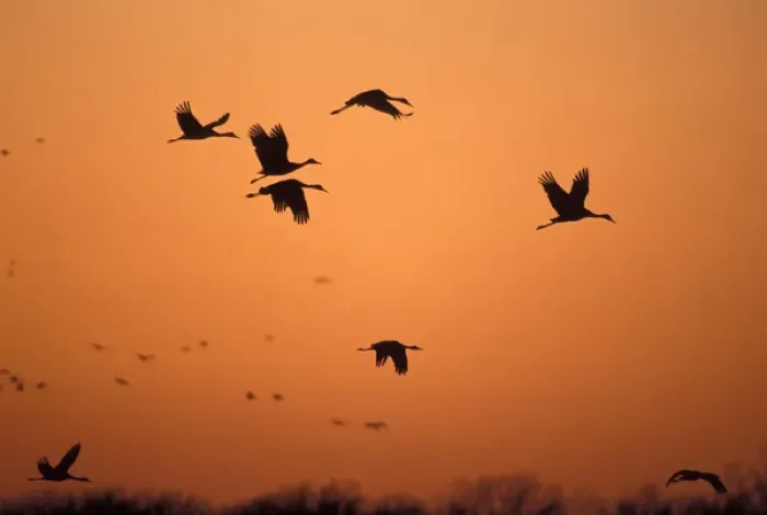 Framed Print : 07. Sandhill Cranes (Grus canadensis). Platte River, NE Framed Print : 07. Sandhill Cranes (Grus canadensis). Platte River, NE