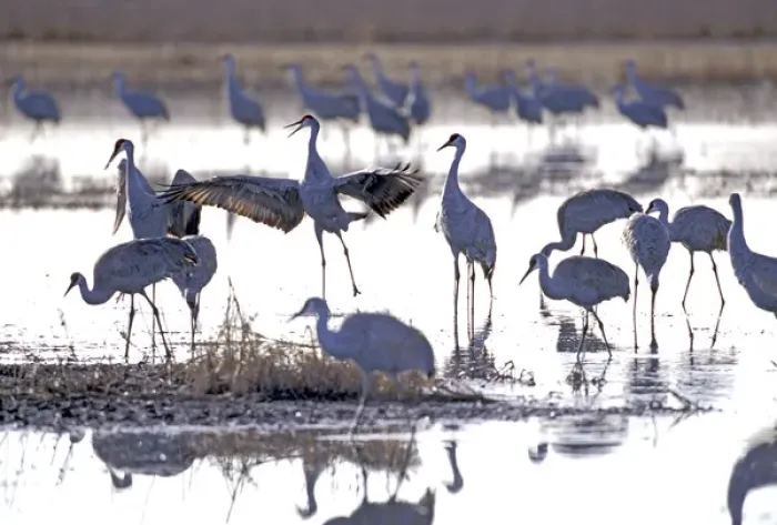 Framed Print : 07. Sandhill Cranes (Grus canadensis). Platte River, NE Framed Print : 07. Sandhill Cranes (Grus canadensis). Platte River, NE