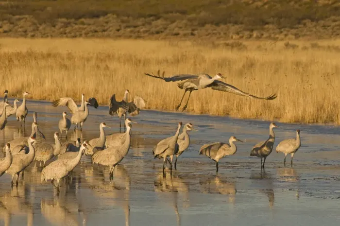 Framed Print : Sandhill cranes, grus canadensis, prepare to take flight from a farm pond at sunrise Framed Print : Sandhill cranes, grus canadensis, prepare to take flight from a farm pond at sunrise