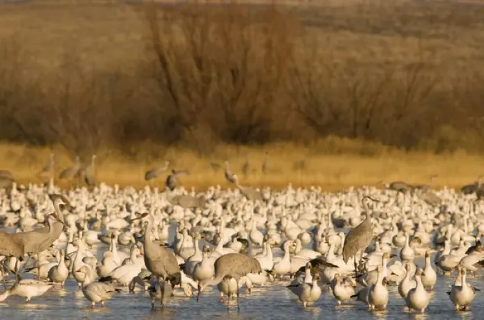 Framed Print : Sandhill cranes, Grus canadensis, and snow geese, Chen caerulescens, take refuge Framed Print : Sandhill cranes, Grus canadensis, and snow geese, Chen caerulescens, take refuge
