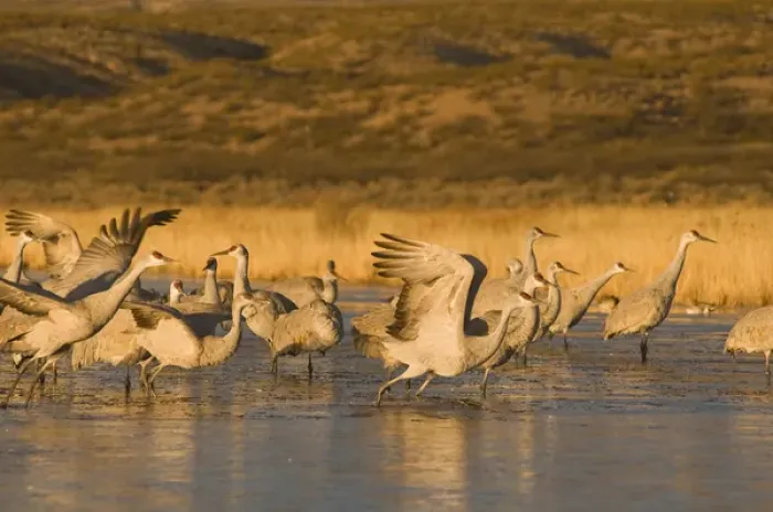 Framed Print : Sandhill cranes, grus canadensis, take flight from a farm pond in early morning Framed Print : Sandhill cranes, grus canadensis, take flight from a farm pond in early morning
