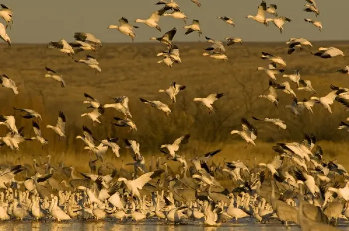 Framed Print : Sandhill cranes, Grus canadensis, and snow geese, Chen caerulescens, take refuge