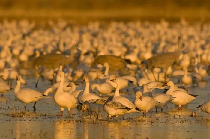 Framed Print : Sandhill cranes, Grus canadensis, and snow geese, Chen caerulescens, take refuge Framed Print : Sandhill cranes, Grus canadensis, and snow geese, Chen caerulescens, take refuge