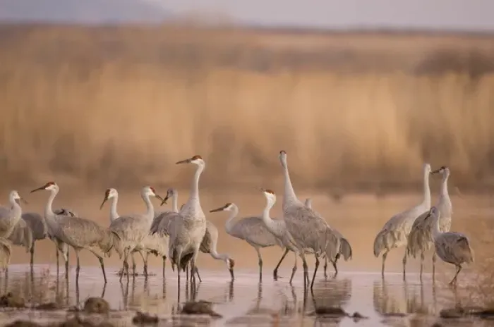 Framed Print : Sandhill cranes, Grus canadensis, wintering in New Mexico, take refuge from predators Framed Print : Sandhill cranes, Grus canadensis, wintering in New Mexico, take refuge from predators
