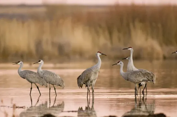 Framed Print : Sandhill cranes, Grus canadensis, wintering in New Mexico, take refuge from predators