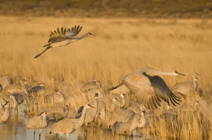 Framed Print : Sandhill cranes, grus canadensis, prepare to take flight from a farm pond at sunrise