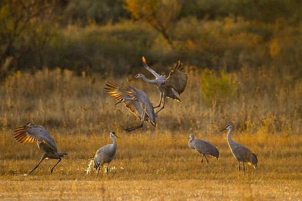Sandhill Cranes (Grus canadensis) landing at roosting marsh