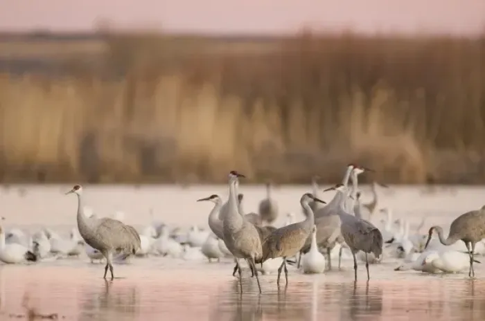 Framed Print : Sandhill cranes, Grus canadensis, and snow geese, Chen caerulescens, take refuge in a farm pond