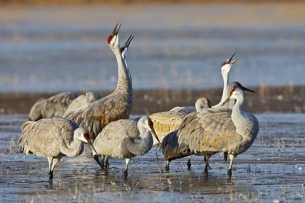 Sandhill Cranes (Grus canadensis) calling before leaving frozen roost pond at Bosque